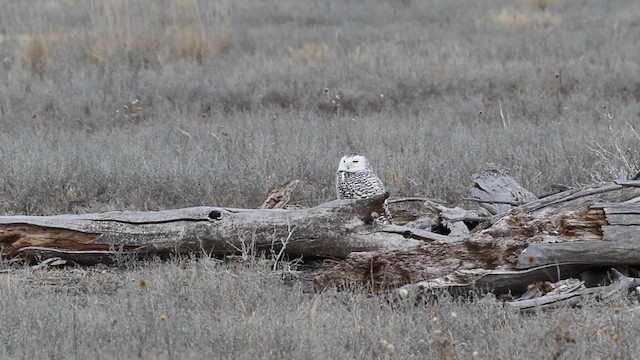 Snowy Owl - ML482559