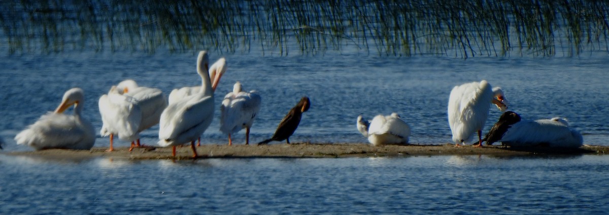 American White Pelican - ML482560231