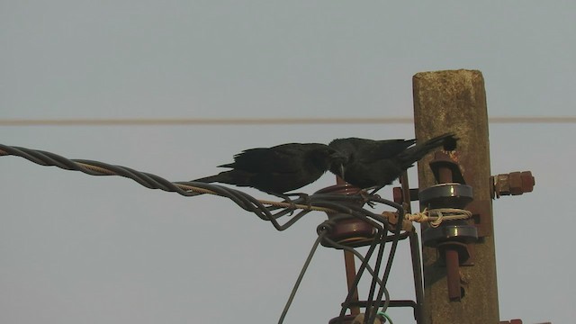 Chopi Blackbird - ML482560431