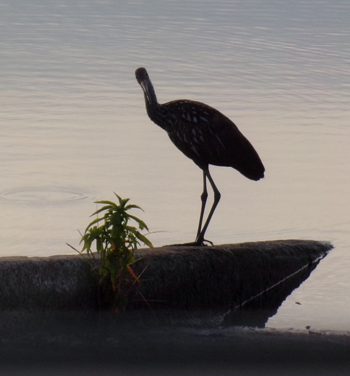 Little Blue Heron - ML482561231