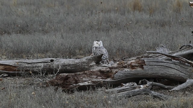 Snowy Owl - ML482562