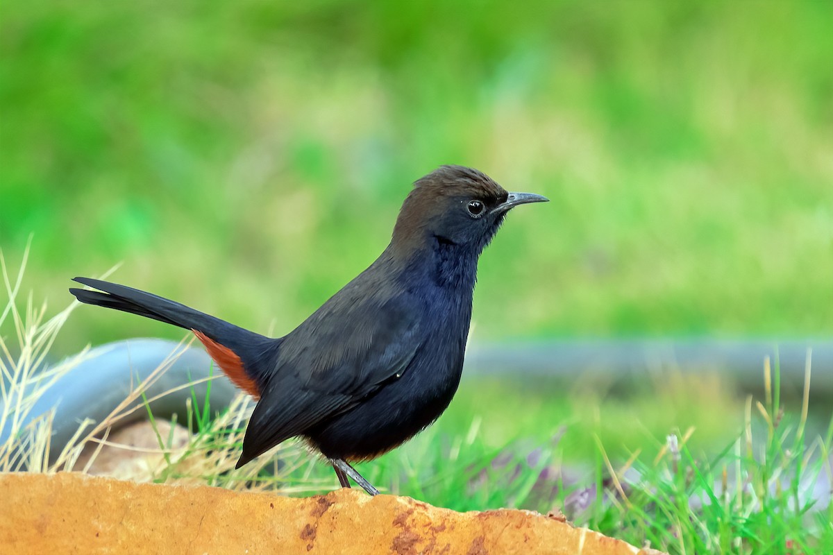 Indian Robin - ML482562871