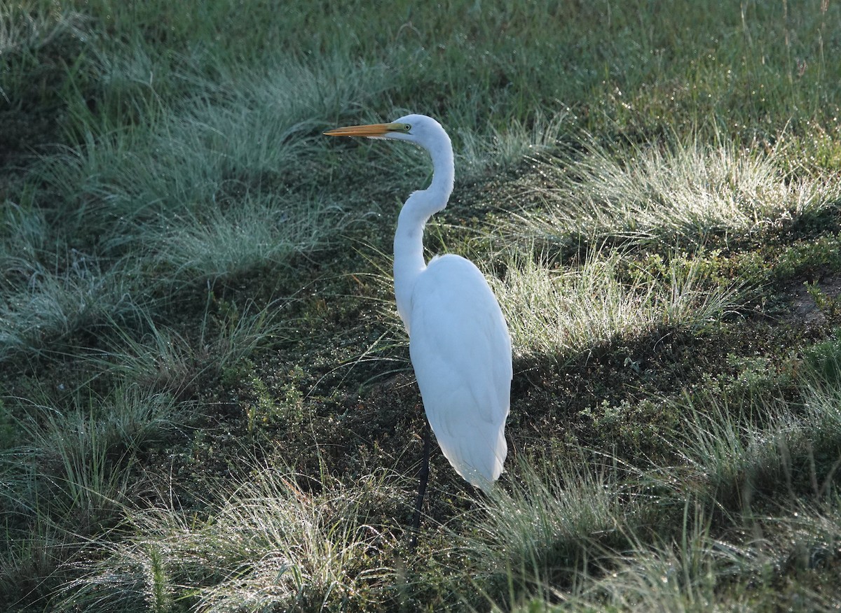 Great Egret - ML482563931