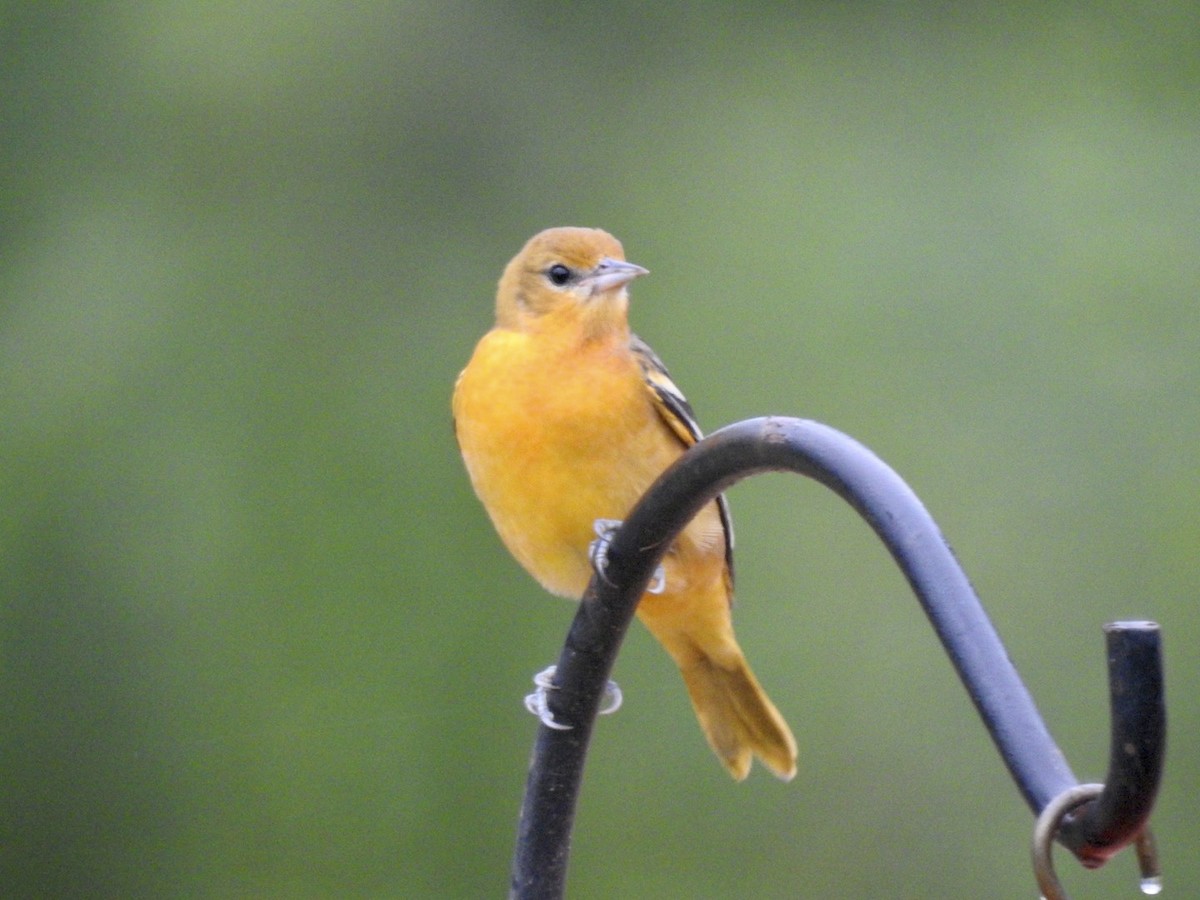 Baltimore Oriole - ML482563941