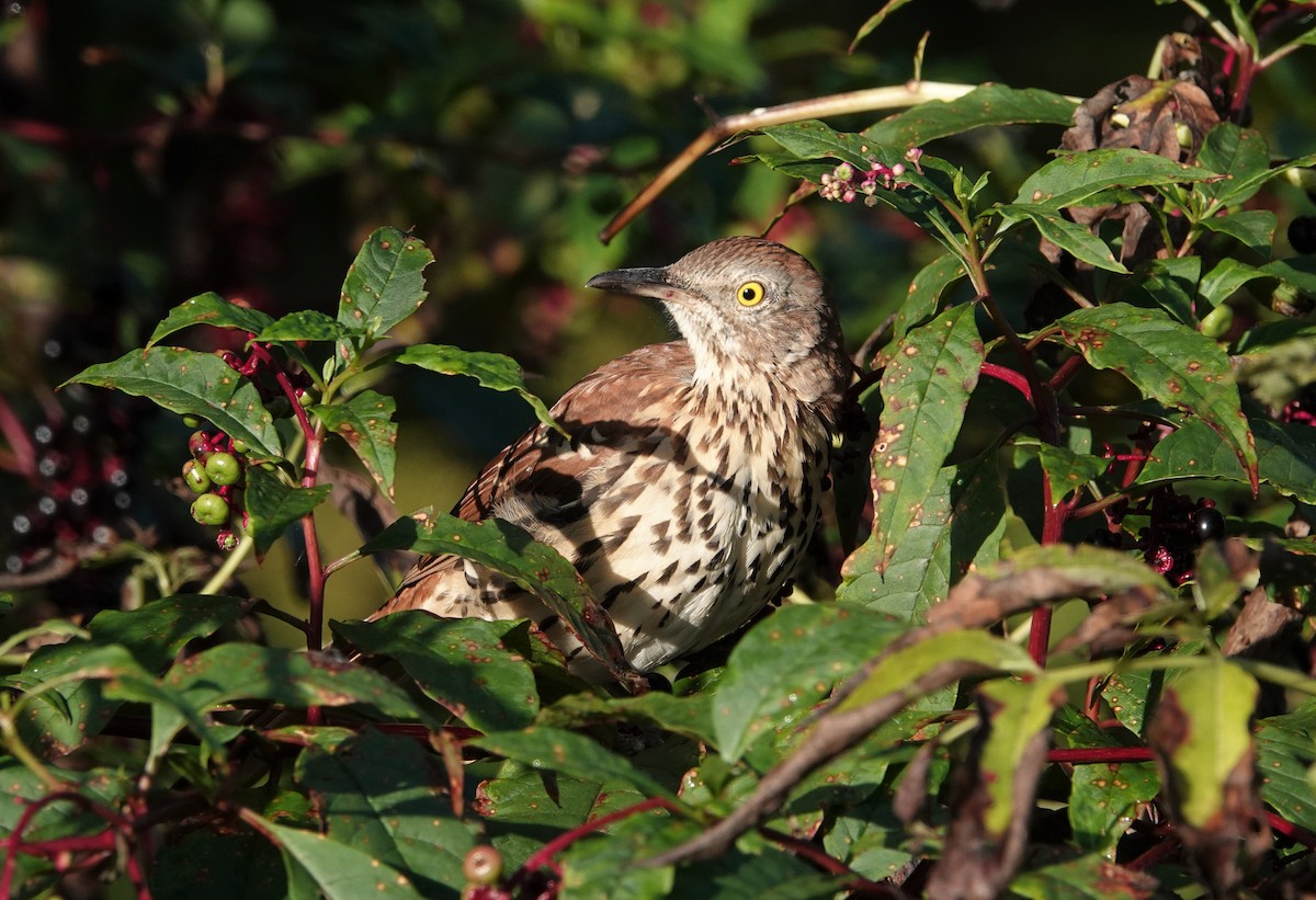 Brown Thrasher - ML482564001