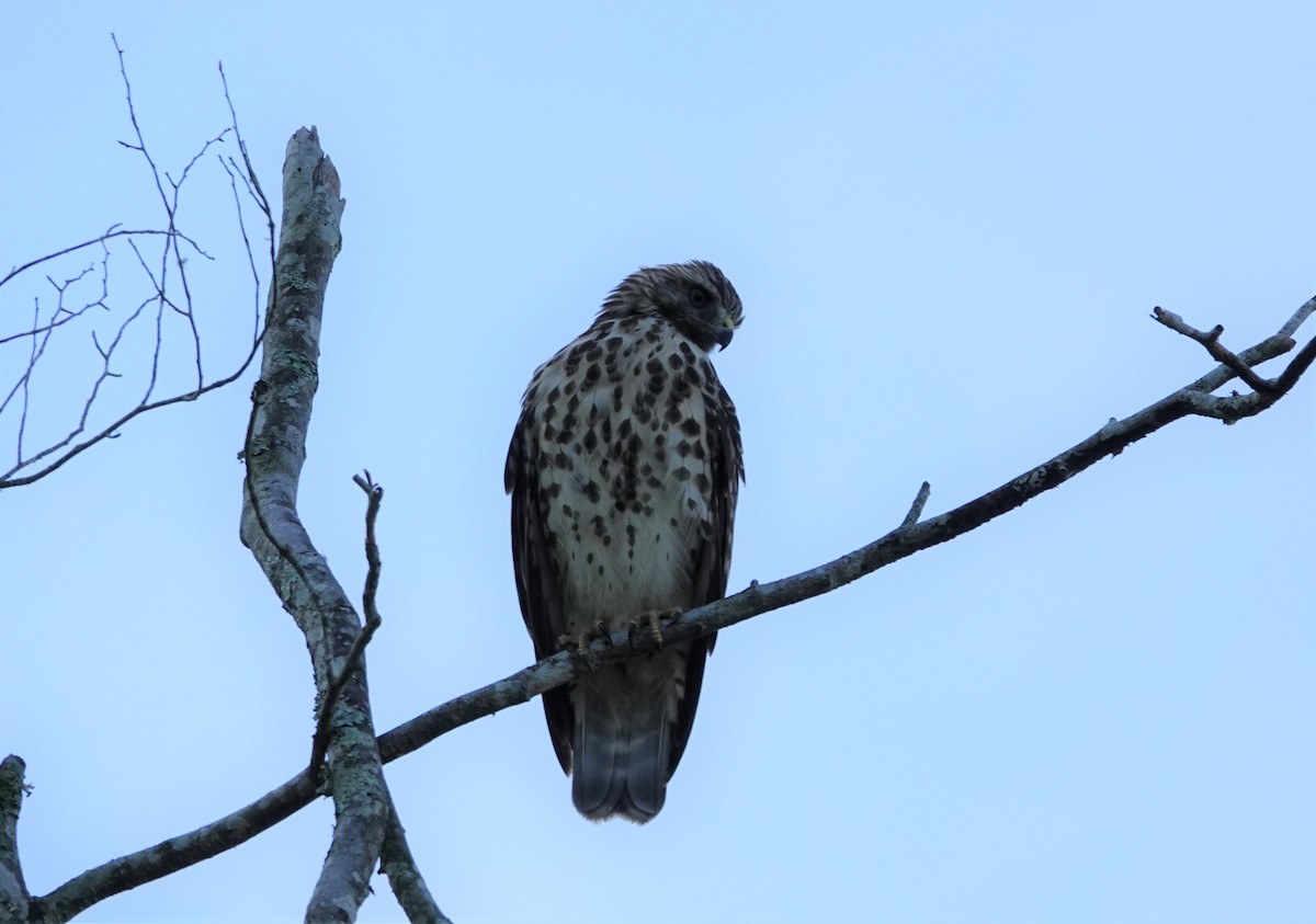 Red-shouldered Hawk - ML482564021