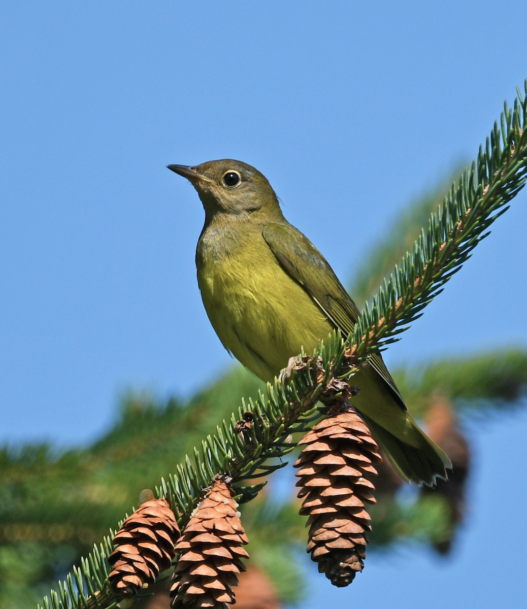 Connecticut Warbler - ML482565321