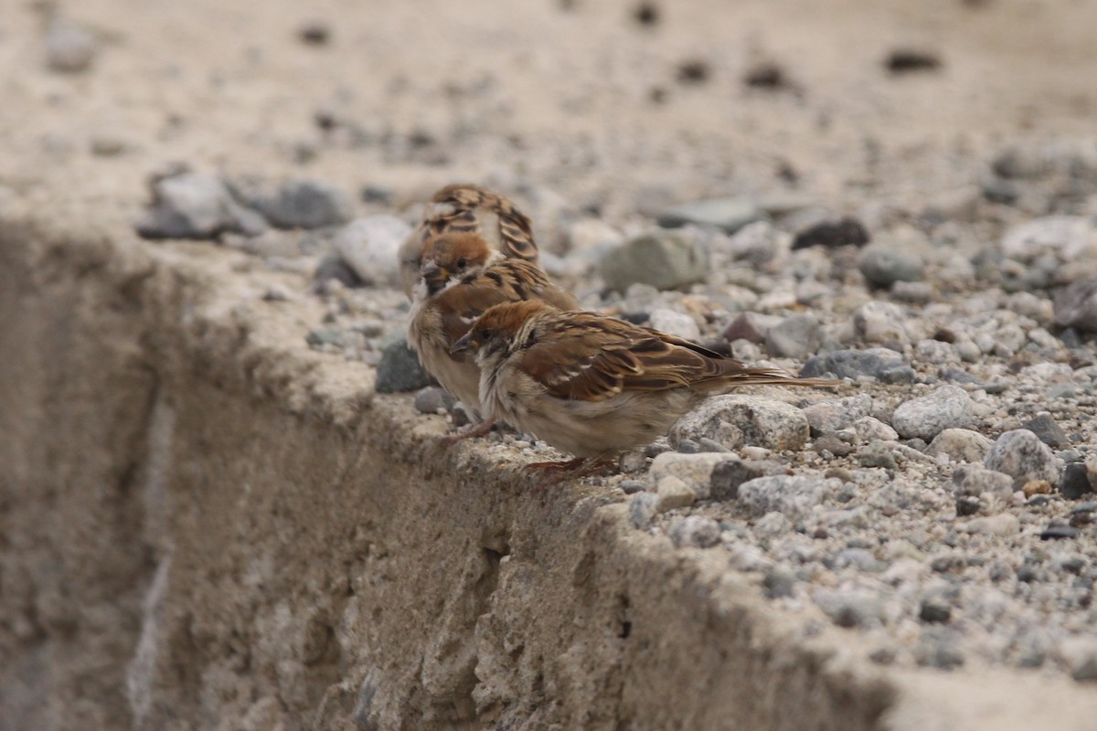 Eurasian Tree Sparrow - ML482565351