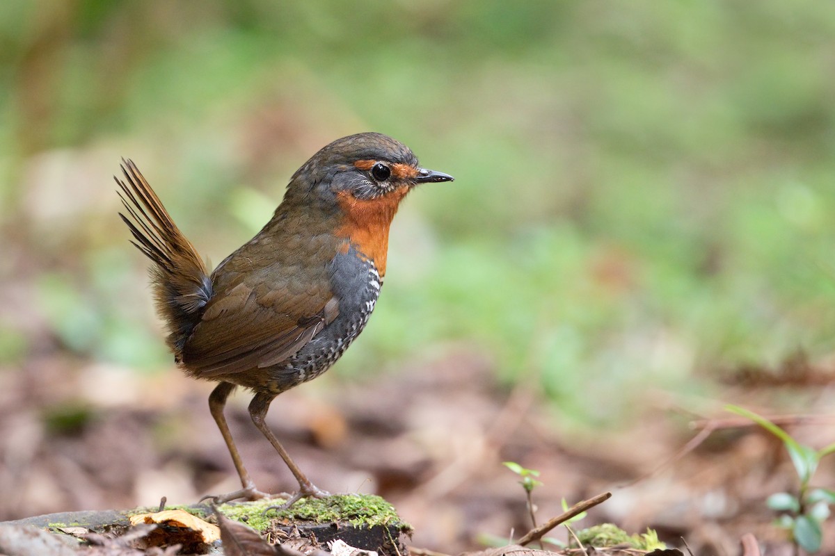 Chucao Tapaculo - ML482566261