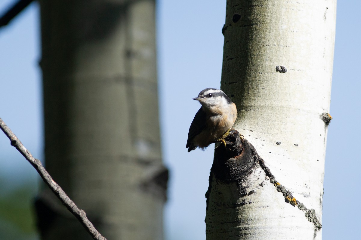 Red-breasted Nuthatch - ML482566491