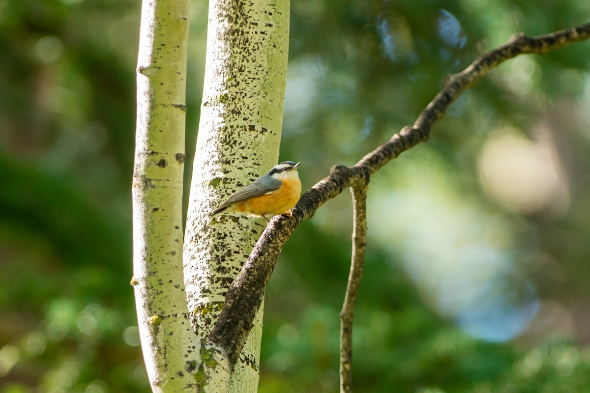 Red-breasted Nuthatch - Tom Rucker