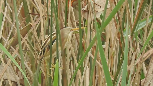 Stripe-backed Bittern - ML482568551