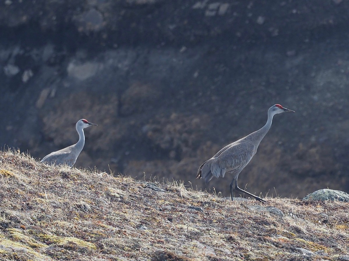 Sandhill Crane - ML482568781