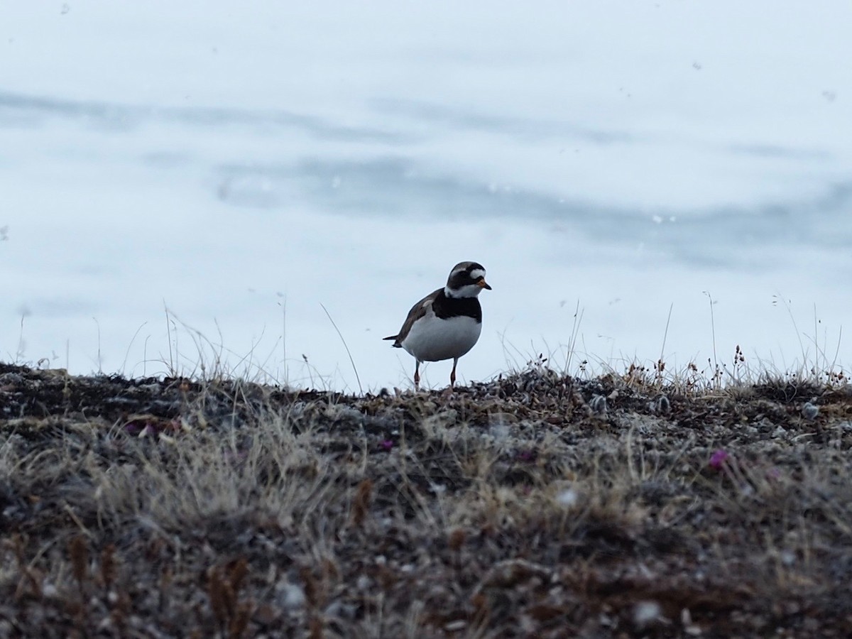 Common Ringed Plover - ML482569251