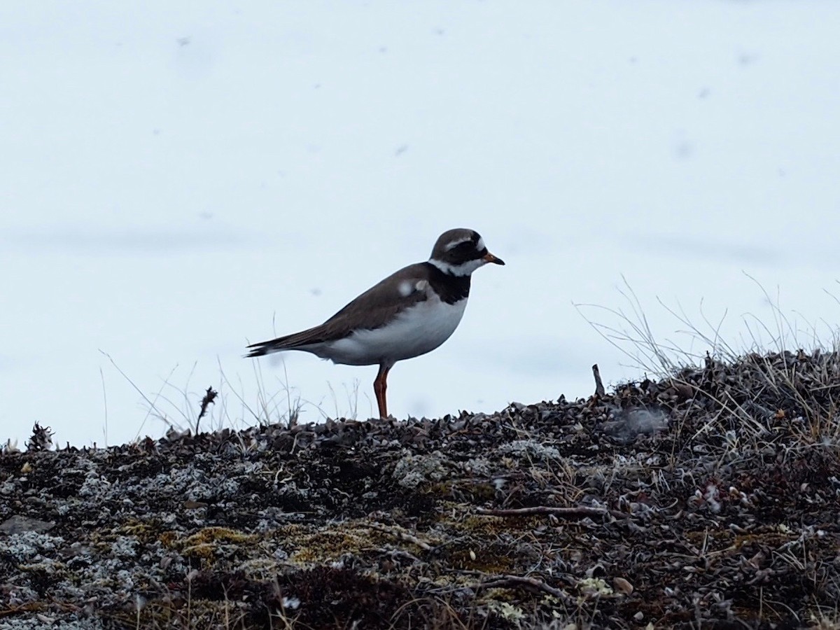 Common Ringed Plover - ML482569301