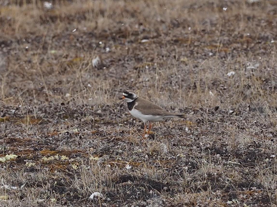 Common Ringed Plover - ML482569391