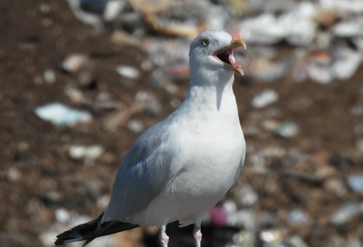 Herring Gull - ML482569871