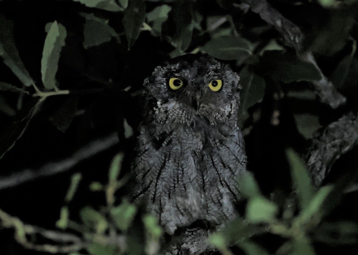 Western Screech-Owl - ML482570021