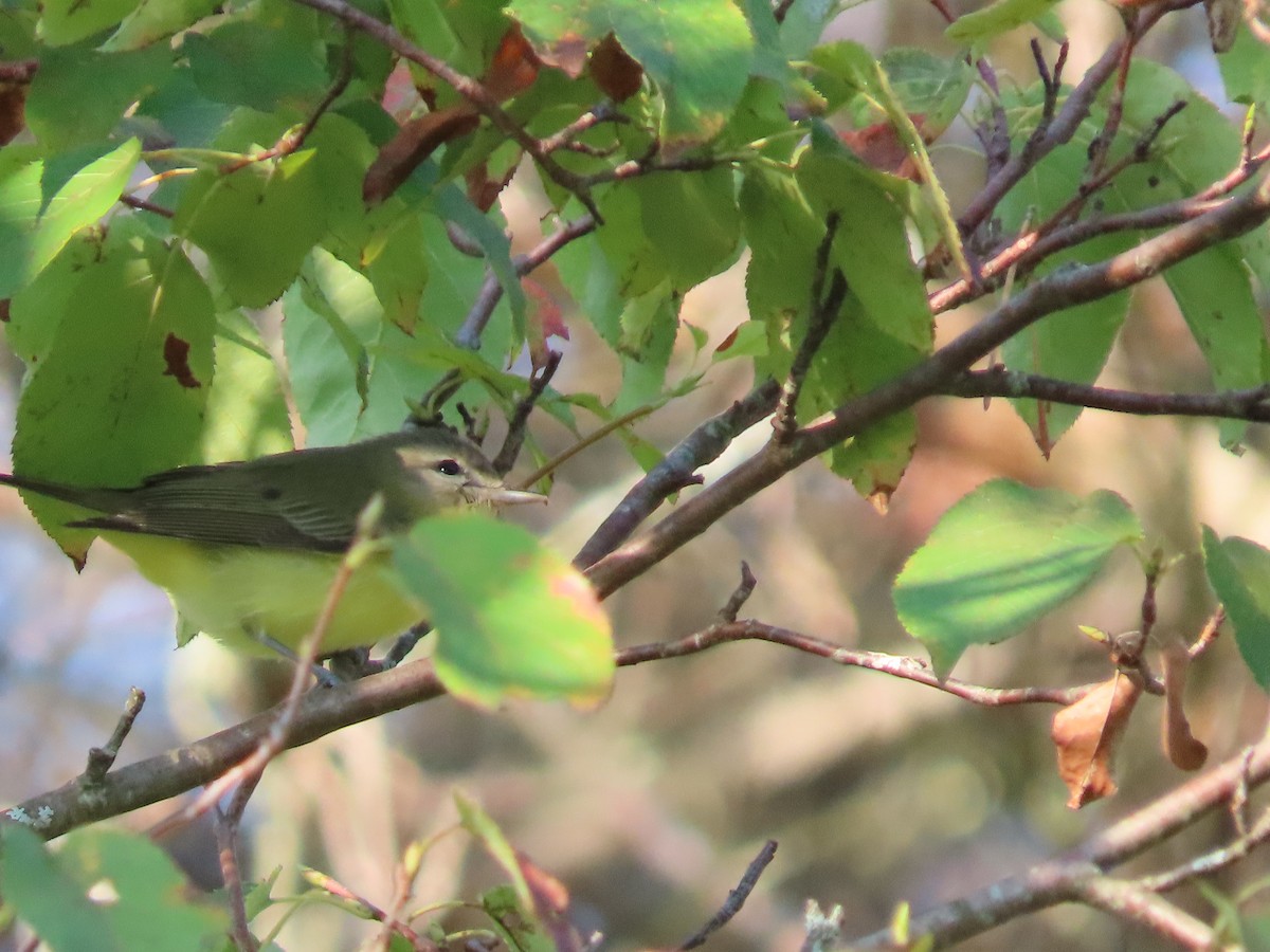 Philadelphia Vireo - Debra Ferguson