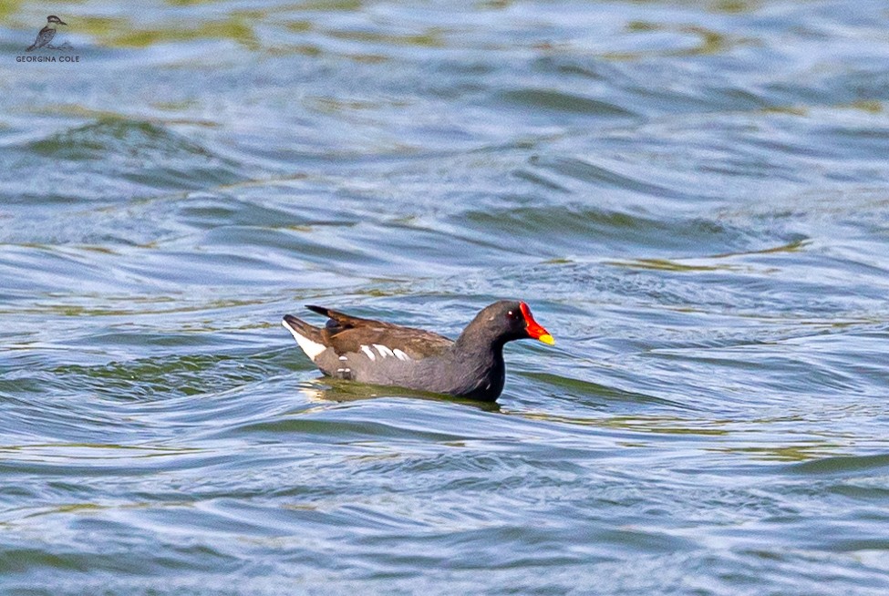 Gallinule poule-d'eau - ML482570511