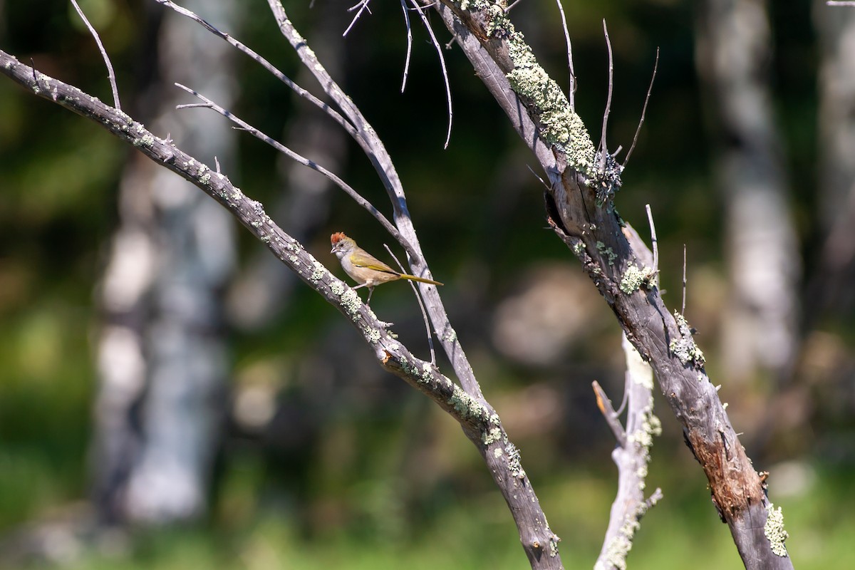 Green-tailed Towhee - ML482570931