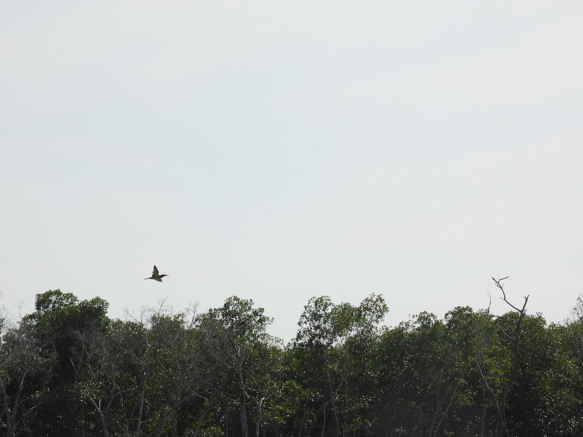 Brown Booby - ML482571901