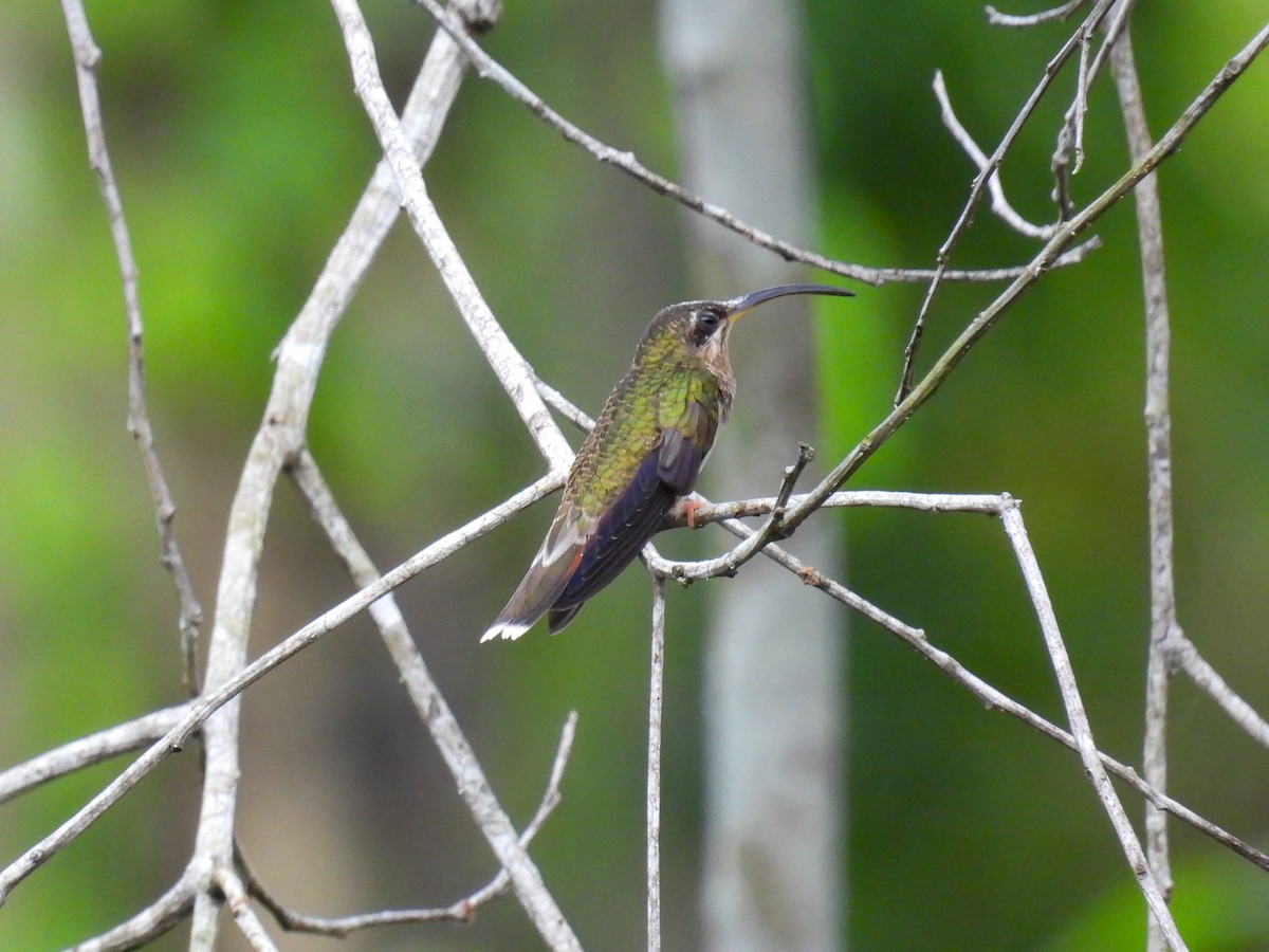 Rufous-breasted Hermit - Laura Obando