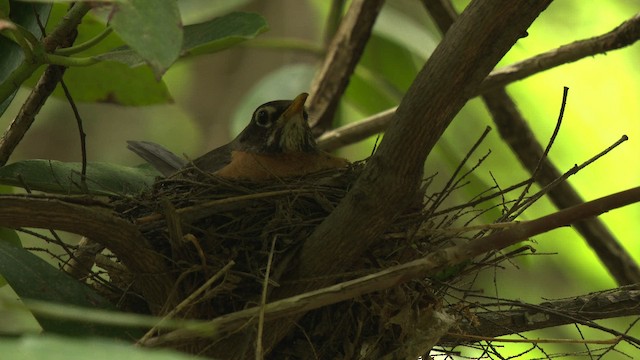 American Robin - ML482575