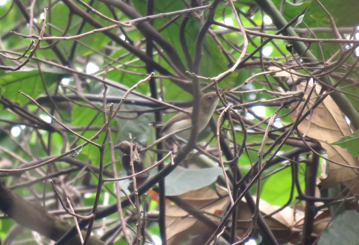 Chattering Gnatwren - ML482575181