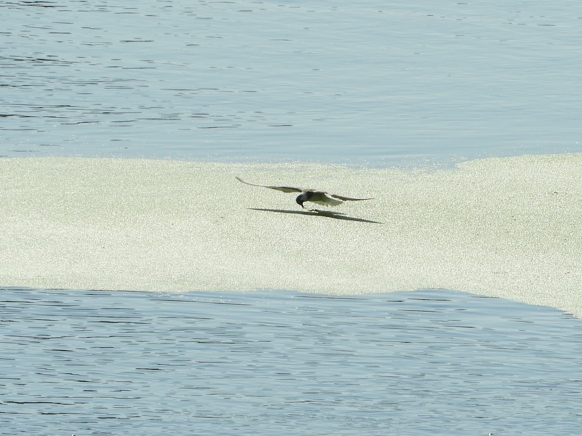 Black Tern - ML482575201