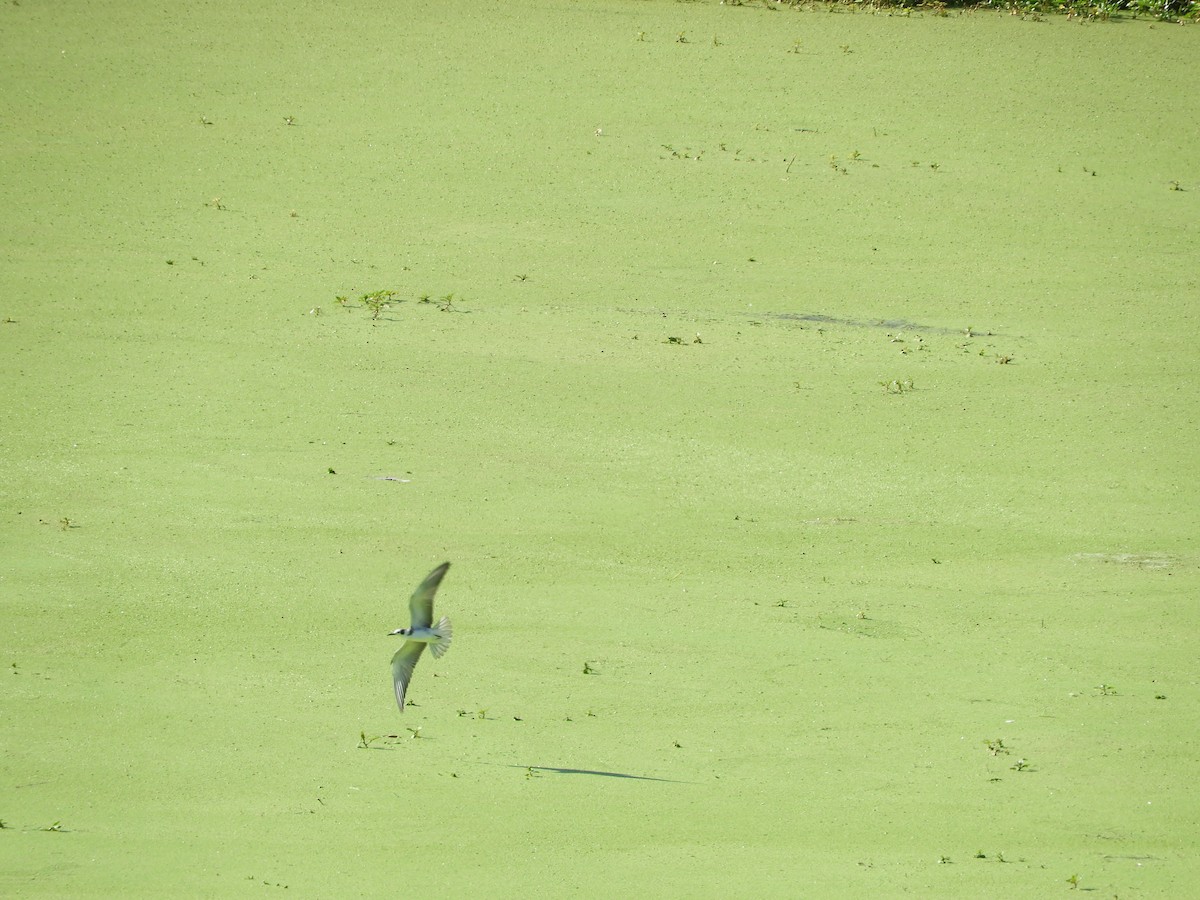 Black Tern - ML482575341