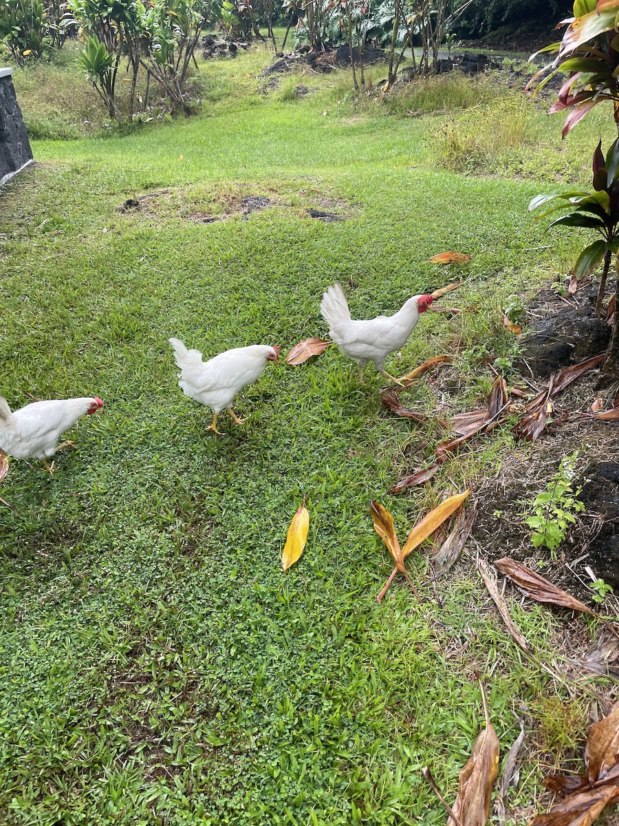 Red Junglefowl (Domestic type) - ML482577401