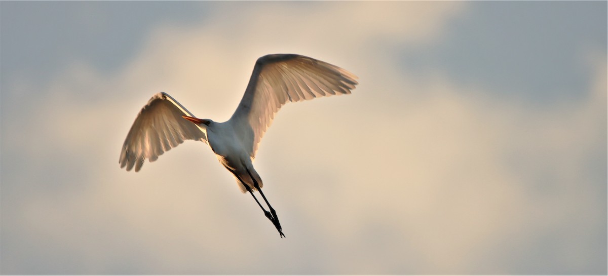 Great Egret - ML482577861