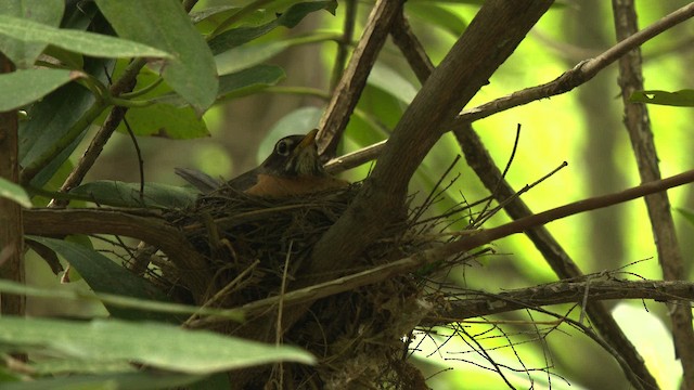 American Robin - ML482578