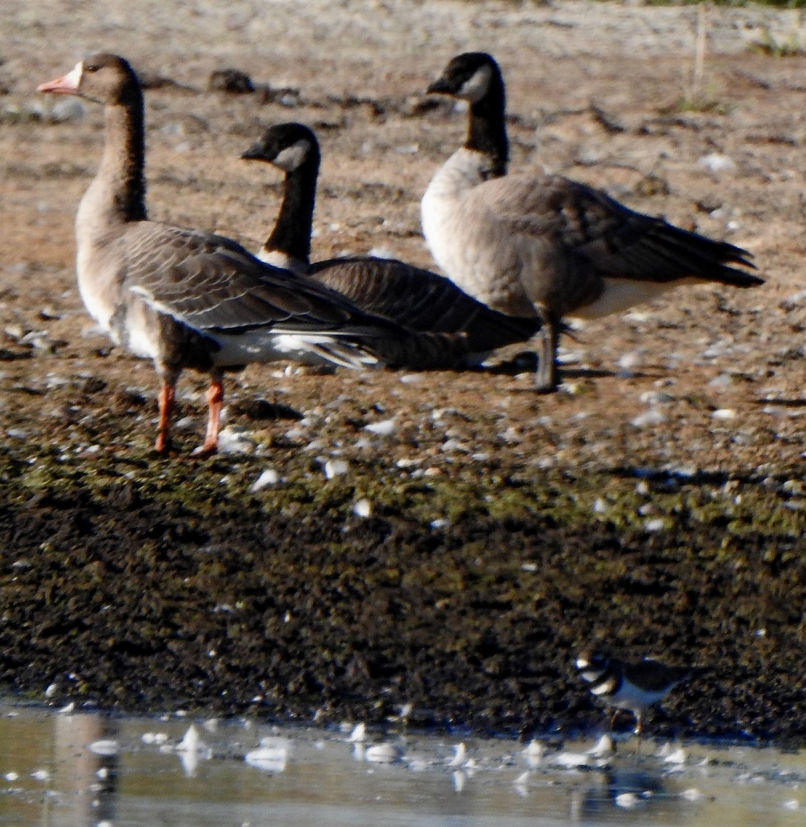 Cackling Goose (Richardson's) - ML482578201