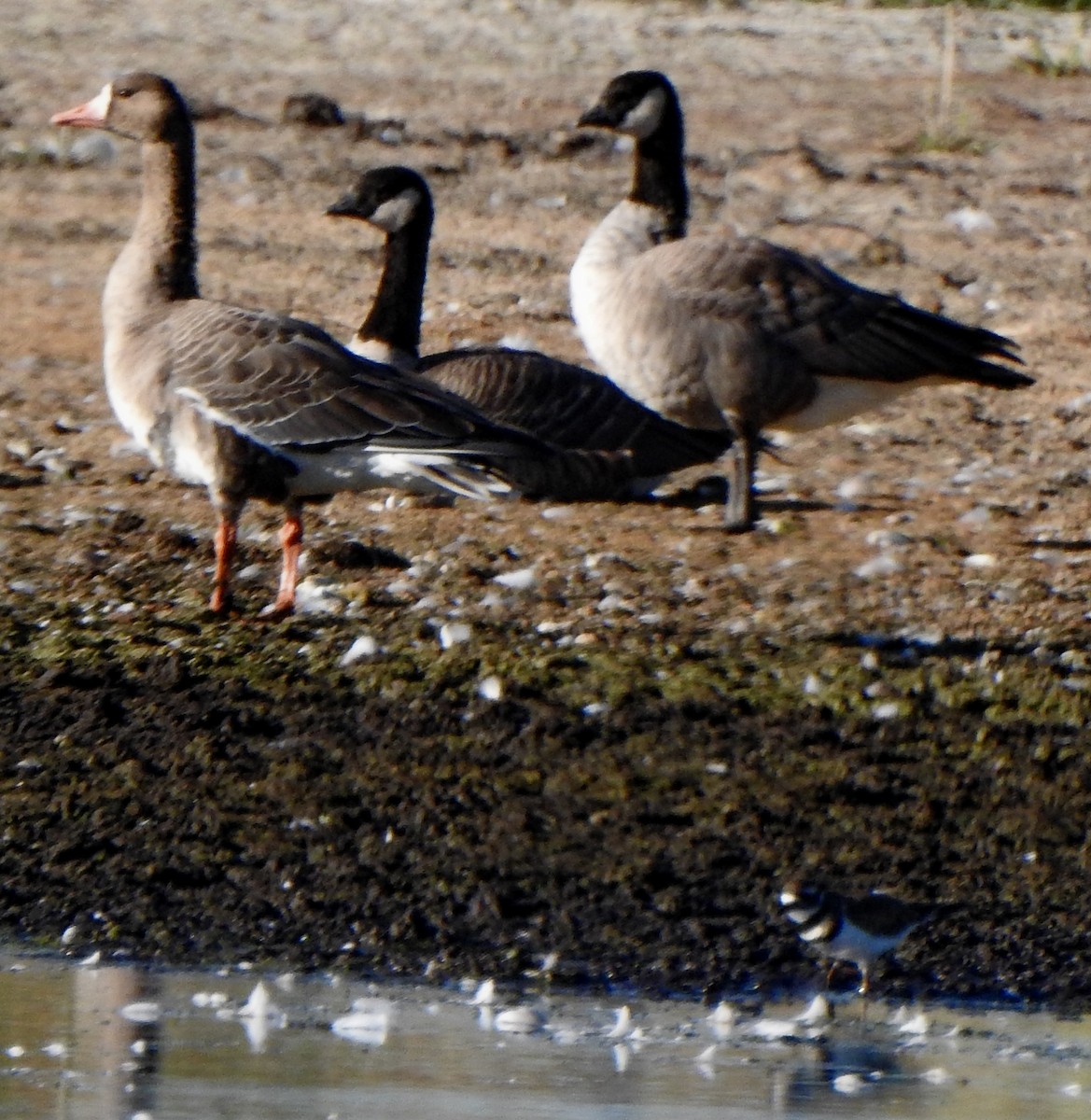 berneška malá (ssp. hutchinsii) - ML482578201