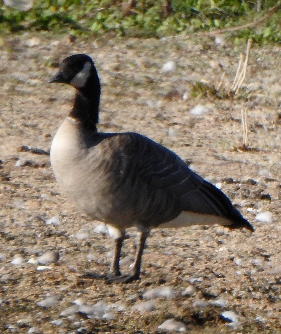 Cackling Goose (Richardson's) - ML482578351