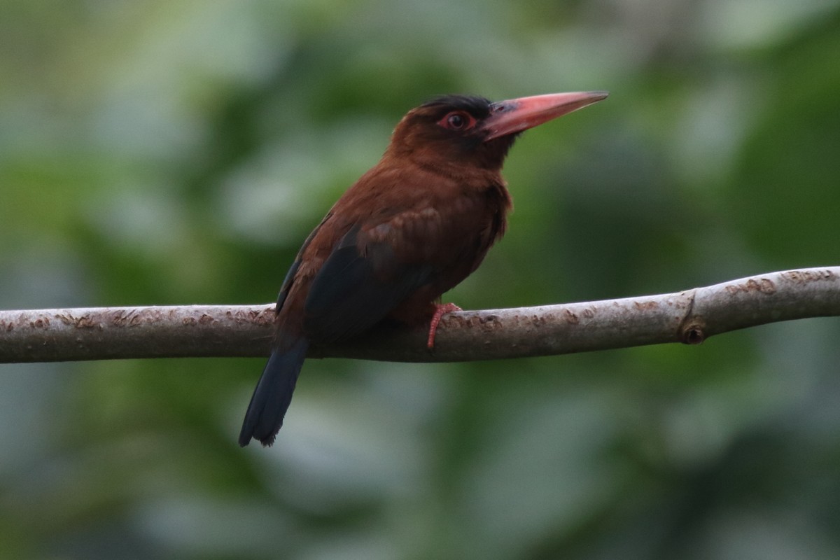 Purus Jacamar - Fabio Olmos