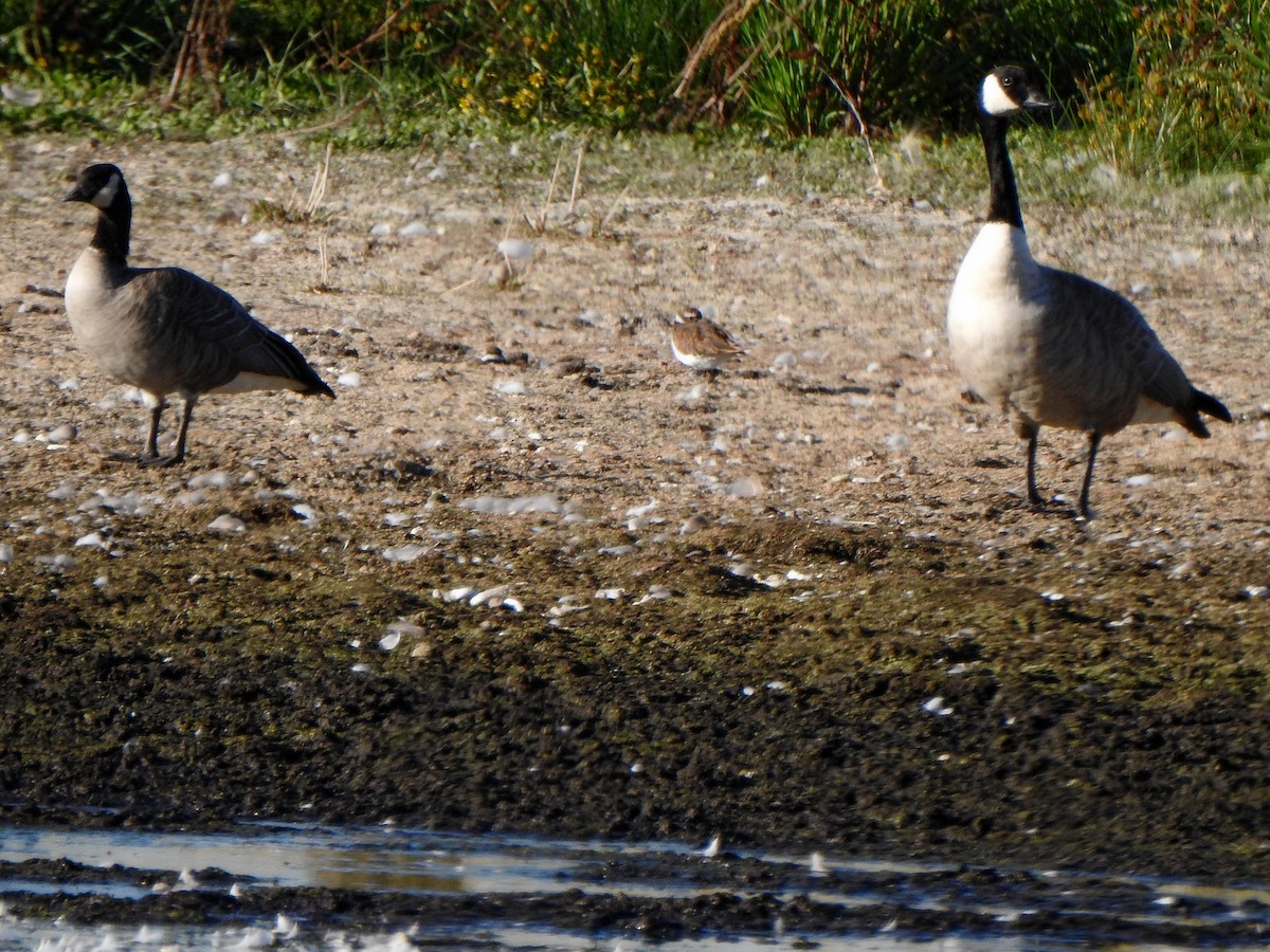 シジュウカラガン（hutchinsii） - ML482578581