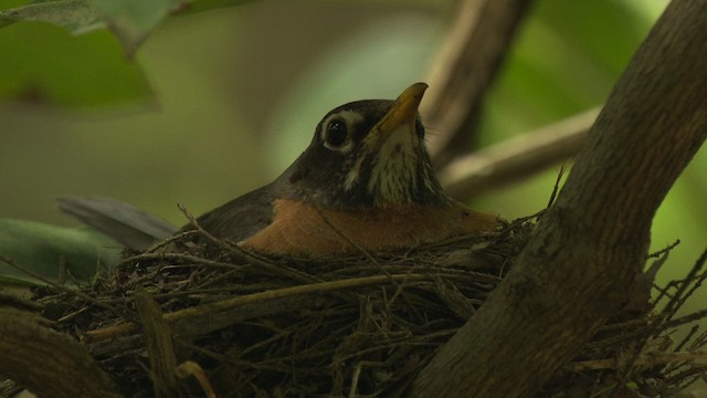 American Robin - ML482579