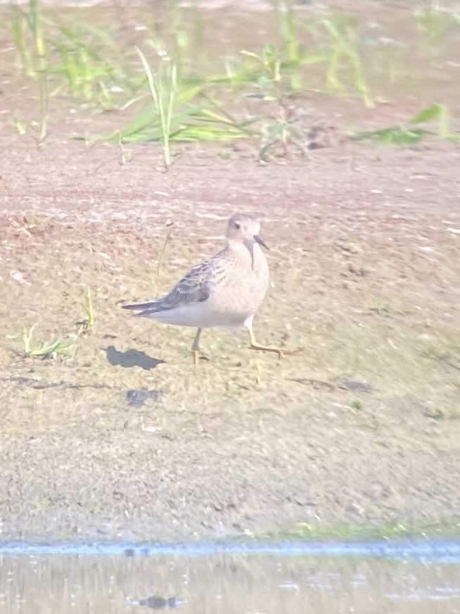 Piro piro fulvo - ML482579041