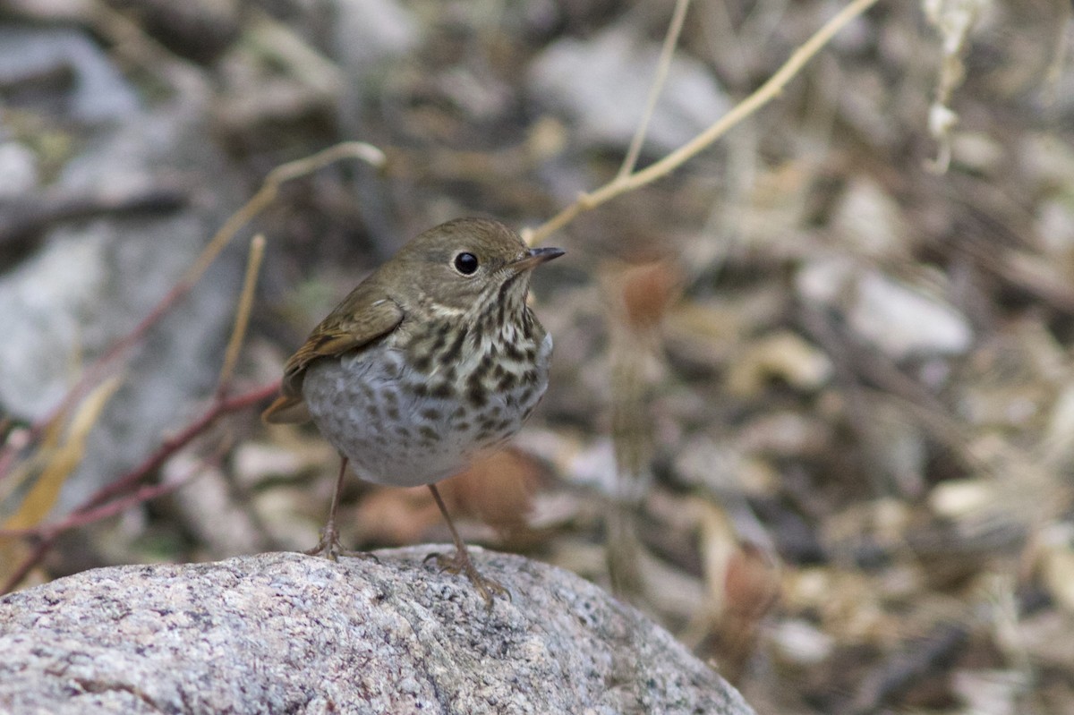 Hermit Thrush - ML48258041