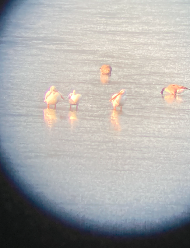 American White Pelican - ML482580751