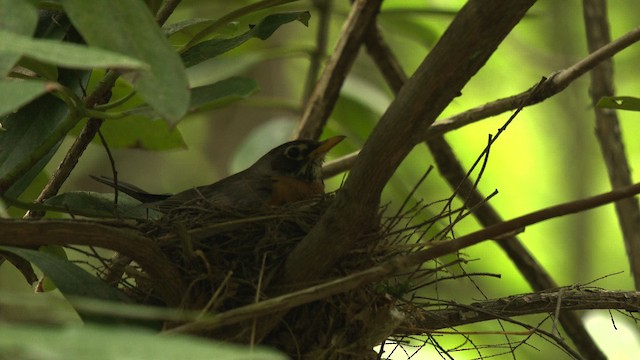 American Robin - ML482581