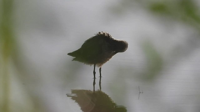 Short-billed Dowitcher - ML482581501