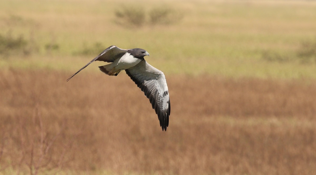 White-tailed Hawk - Richard Greenhalgh
