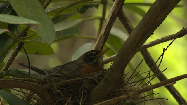 American Robin - ML482582