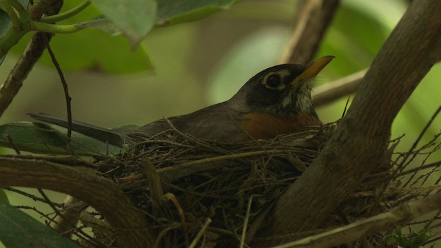 American Robin - ML482583