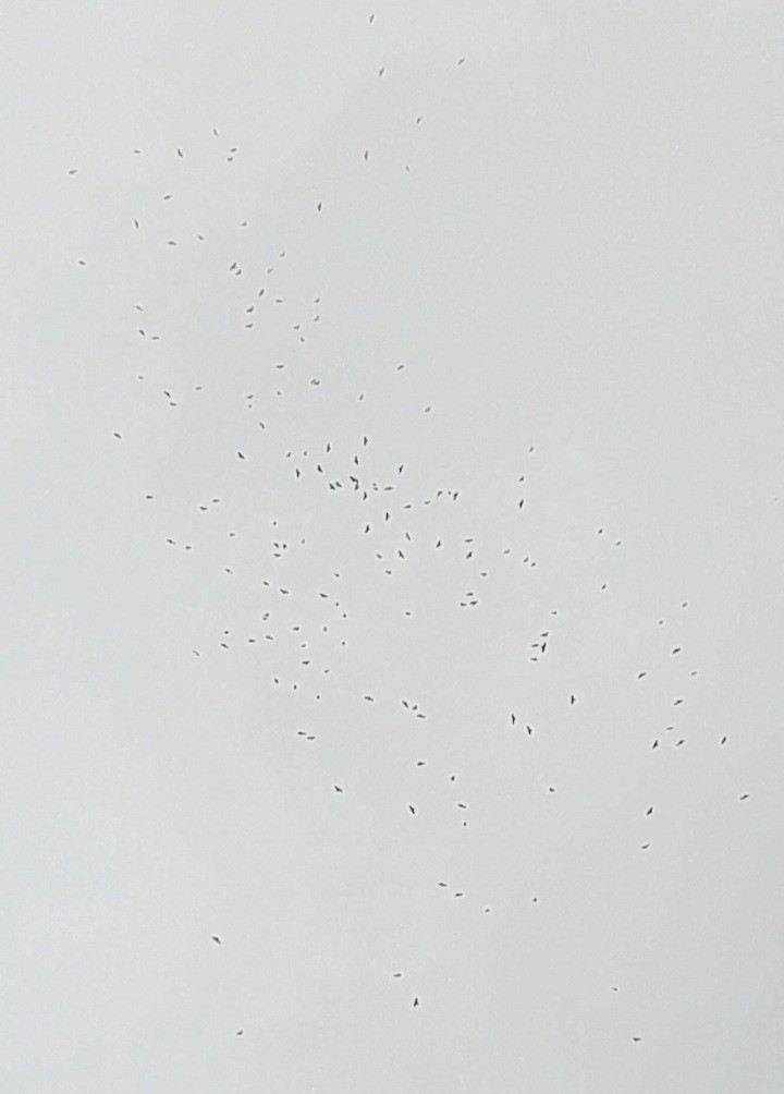 Mississippi Kite - ML482583801
