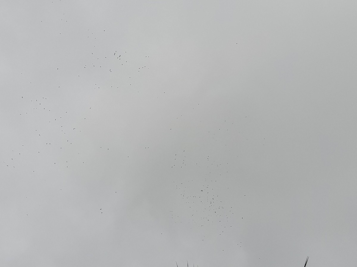 Mississippi Kite - ML482583811